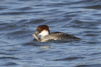 Nonnetje<br>Smew