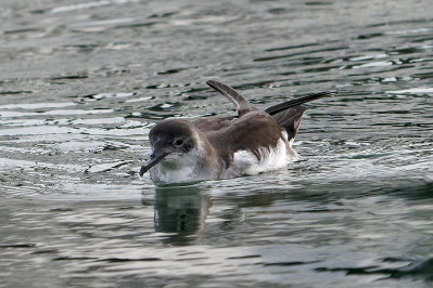 Noordse Pijlstormvogel