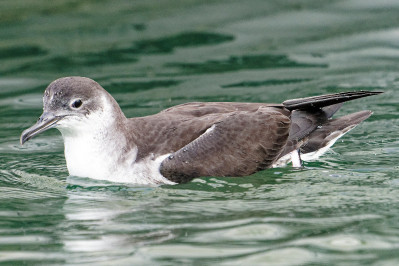 Noordse Pijlstormvogel