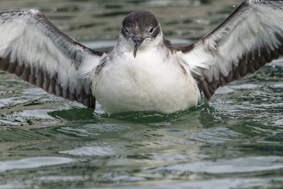 Noordse Pijlstormvogel