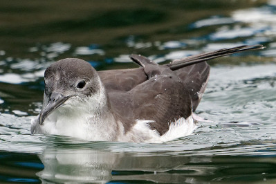 Noordse Pijlstormvogel