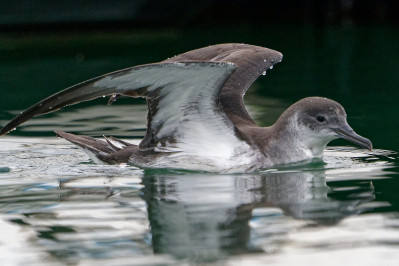 Noordse Pijlstormvogel