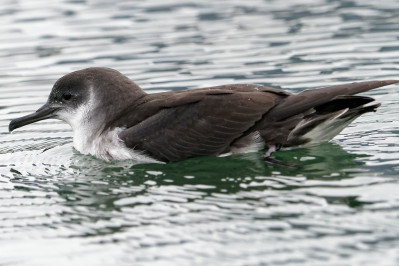 Noordse Pijlstormvogel