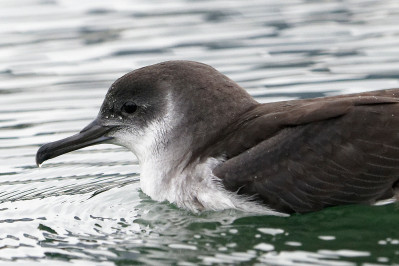 Noordse Pijlstormvogel