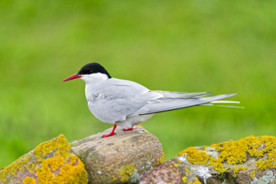 Noordse SternArtic Tern