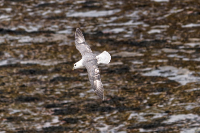 Noordse Stormvogel