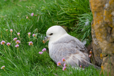 Noordse StormvogelNorthern Fulmar