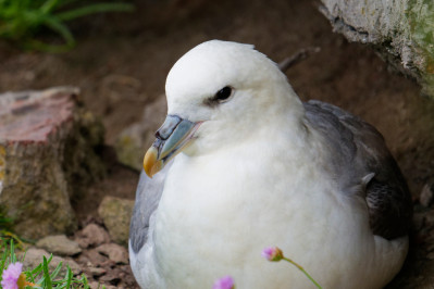 Noordse Stormvogel