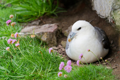 Noordse Stormvogel