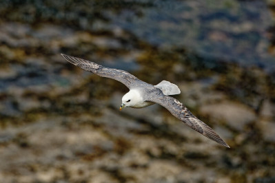 Noordse Stormvogel