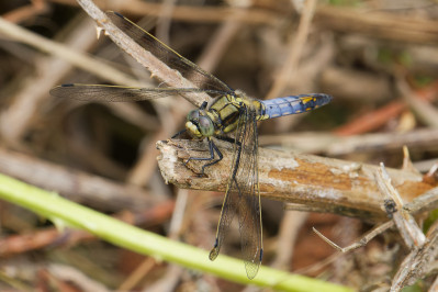 Gewone Oeverlibel /mBlack-tailed skimmer /m