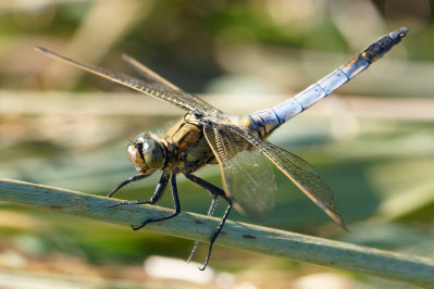 Gewone Oeverlibel /mBlack-tailed skimmer /m