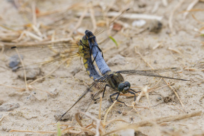 Gewone Oeverlibel /mvBlack-tailed skimme /fm