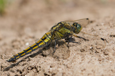 Gewone Oeverlibel /vBlack-tailed skimme /f