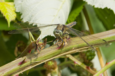 Gewone Oeverlibel /vBlack-tailed skimme /f