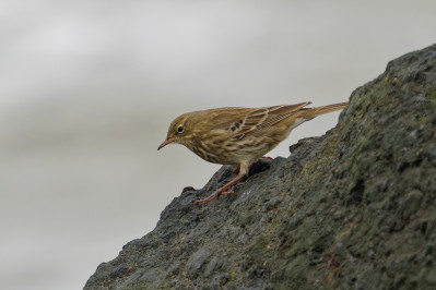 OeverpieperRock Pipit