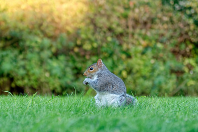 Grijze EekhoornGray Squirrel