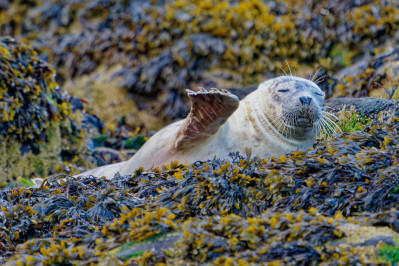 Grijze zeehondGrey Seal