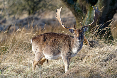 Damhert /mFallow Deer /m