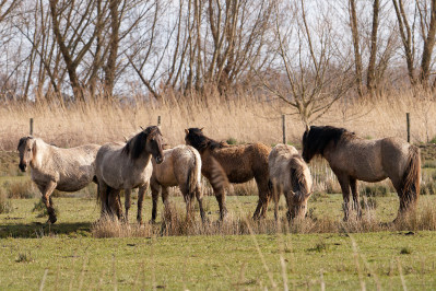 KonikpaardKonik Horses