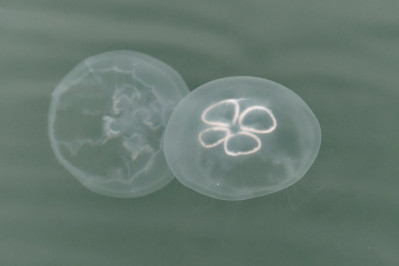 OorkwalCommon Jellyfish