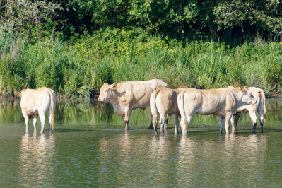 RunderenCattle