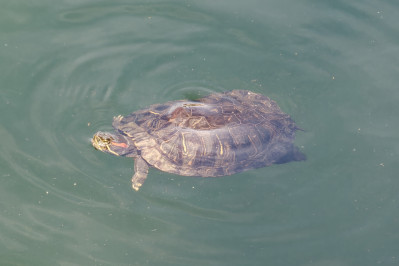 RoodwangschildpadRed-eared Slider