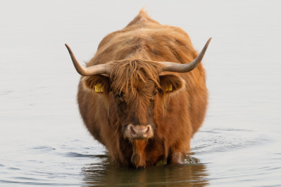 Schotse HooglanderHighland Cow