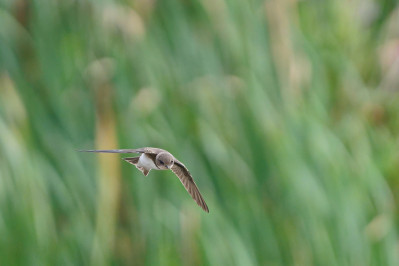 OeverzwaluwSand Martin