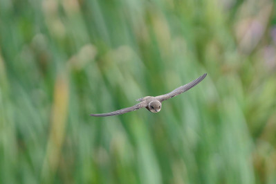 OeverzwaluwSand Martin