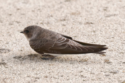 OeverzwaluwSand Martin