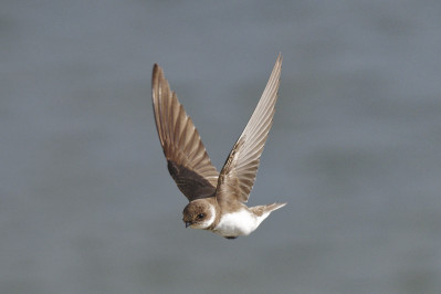 OeverzwaluwSand Martin