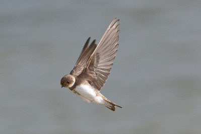 OeverzwaluwSand Martin