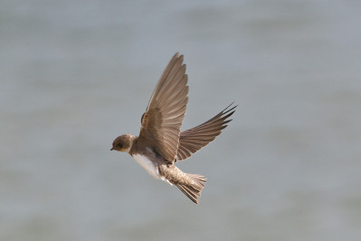 OeverzwaluwSand Martin