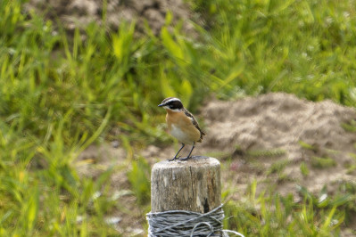 Paapje /mWhinchat /m