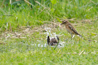 Paapje /vWhinchat /f