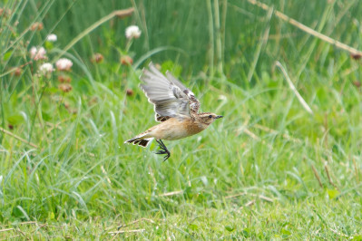 Paapje /vWhinchat /f