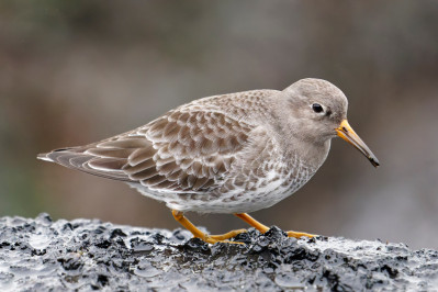 Paarse strandloperPurple Sandpiper