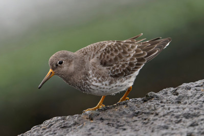 Paarse strandloperPurple Sandpiper