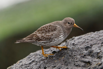 Paarse strandloperPurple Sandpiper