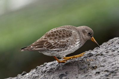 Paarse strandloperPurple Sandpiper