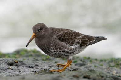 Paarse strandloperPurple Sandpiper