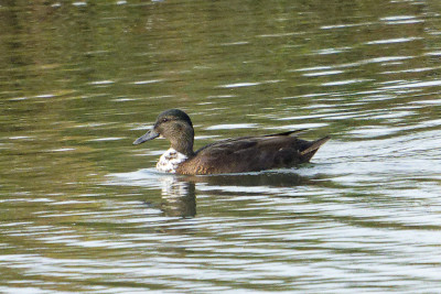 Parkeend<br>Feral Mallard