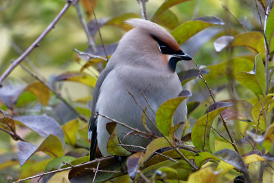 Pestvogel