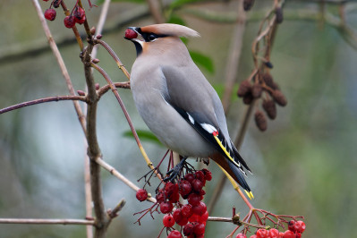 Pestvogel