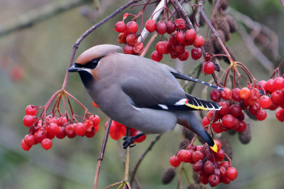 Pestvogel