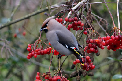 Pestvogel