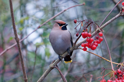 Pestvogel