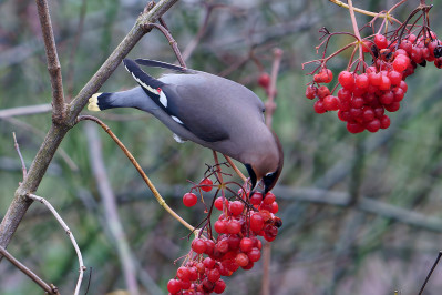 Pestvogel