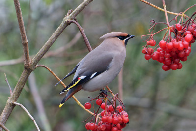 Pestvogel